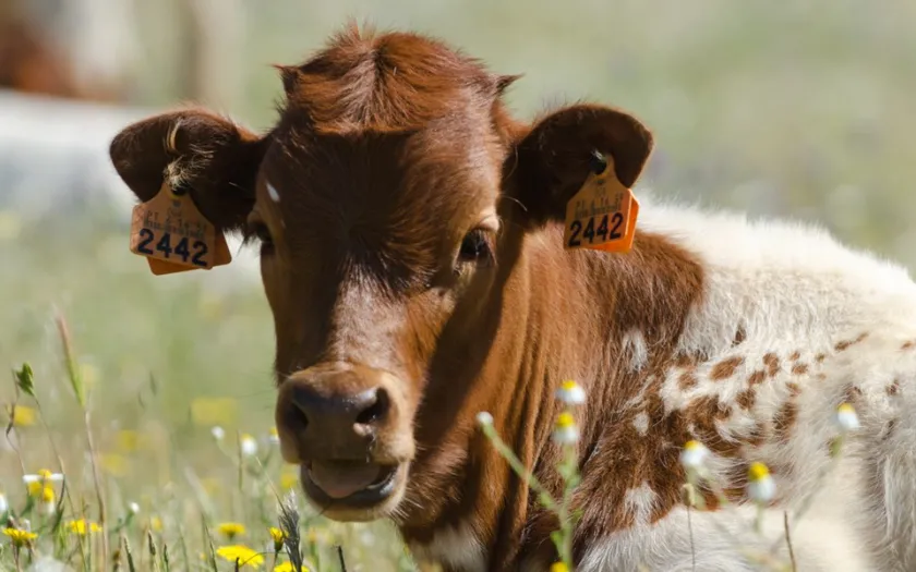 Opinião GPS #6 - Breve reflexão sobre domesticação animal