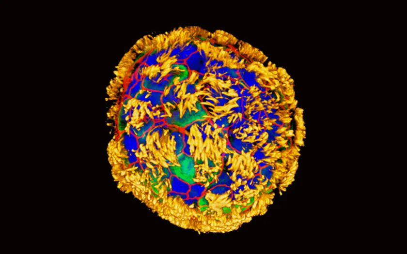 Imagem de um antrorrobô, criado a partir de células humanas por investigadores da Universidade de Tufts @Advanced Science