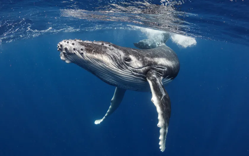 Imagem de uma baleia em alto mar. Crédito: Shasin Satuei/Canva 