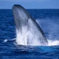 Cria de uma baleia azul ao largo da ilha do Pico, nos Açores, da autoria do fotojornalista Luís Quinta.