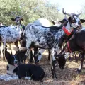 Imagem de um rebanho de cabras no concelho de São Brás de Alportel. Crédito: Ana Beatriz de Jesus