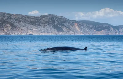 Imagem de uma baleia anã na Arrábida. Autoria do fotojornalista Luís Quinta.