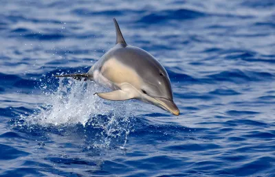 Imagem de um golfinho a saltar na água ao largo da ilha do Faial. Crédito da imagem: Luís Quinta