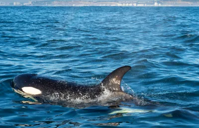 Imagem de uma orca, ao largo da Costa da Caparica, da autoria do fotojornalista Luís Quinta.