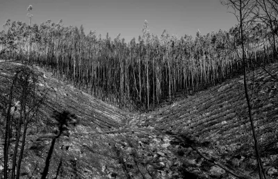 A paisagem ardida replicou-se pelos distritos de Coimbra e Viseu. Crédito da imagem: Miguel Valle Figueiredo.