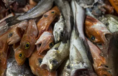 O resultado da pesca pela comunidade indonésia na Póvoa de Varzim. Crédito: Daniel Rodrigues.