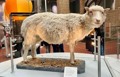 A ovelha Dolly, o primeiro mamífero clonado a partir de uma célula adulta, em exposição na Escócia. Crédito: Shutterstock