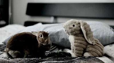 Coelho e peluche