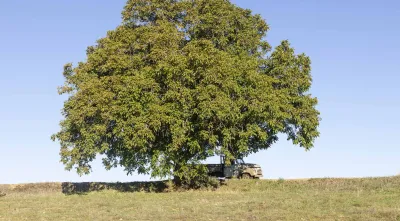 Imagem de uma nogueira junto a uma camioneta abandonada próximo de Sendim. Crédito: José Luís Jorge.