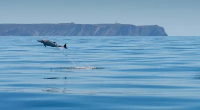 Imagem de um golfinho riscado na Fonte da Telha, da autoria do fotojornalista Luís Quinta.