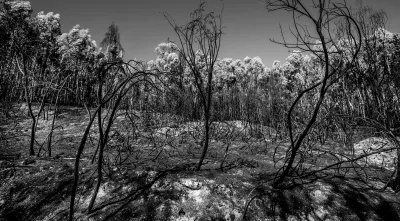 As árvores entre cinzas dos incêndios de outubro de 2017 na Serra do Caramulo. Crédito da imagem: Miguel Valle Figueiredo.