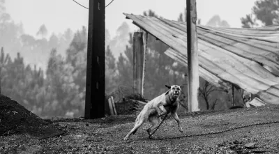 Imagem de um cão acorrentado, junto do que restou de uma estrutura destruída pelos incêndios na região centro de Portugal, em outubro de 2017.