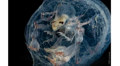 Imagem de uma Phronima no interior de uma salpa. Crédito: Luís Quinta.