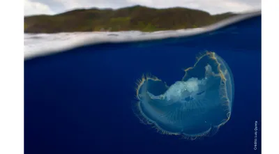 Medusa-Lua quase a tocar a superfície nas águas dos Açores. Crédito: Luís Quinta.