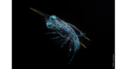 Uma larva de um crustáceo. Crédito: Luís Quinta.
