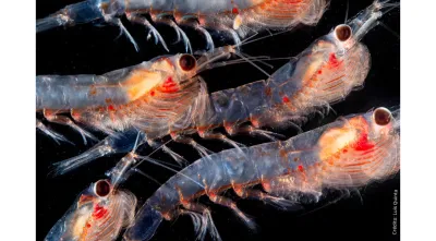 Krill, pequenos crustáceos, semelhantes ao camarão, que servem de alimento servindo de alimento a peixes e mamíferos marinhos. Crédito: Luís Quinta