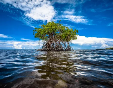 Árvore no meio da água com raízes expostas; céu azul com nuvens brancas refletidas na água.
