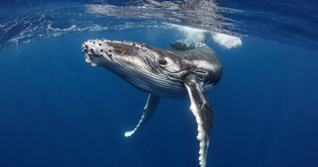 Imagem de uma baleia em alto mar. Crédito: Shasin Satuei/Canva 