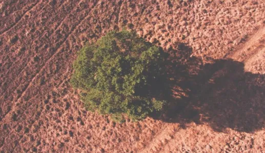 Árvore verde isolada em terreno árido, projetando uma sombra no solo.