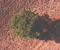 Árvore verde isolada em terreno árido, projetando uma sombra no solo.