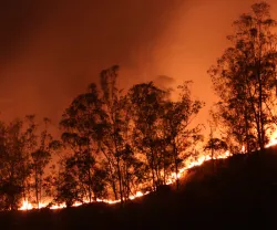 Floresta em chamas, sob um céu iluminado pelo incêndio.