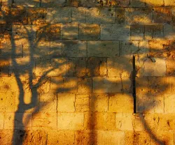 Imagem do muro das lamentações, em Jerusalém, onde estão projetadas as sombras de duas árvores