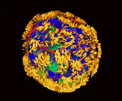 Imagem de um antrorrobô, criado a partir de células humanas por investigadores da Universidade de Tufts @Advanced Science