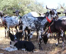 Imagem de um rebanho de cabras no concelho de São Brás de Alportel. Crédito: Ana Beatriz de Jesus