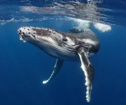 Imagem de uma baleia em alto mar. Crédito: Shasin Satuei/Canva 